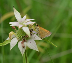 Polites themistocles
