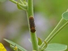 Oncometopia hamiltoni