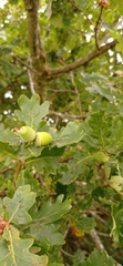 Quercus