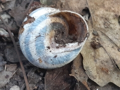 Caucasotachea vindobonensis