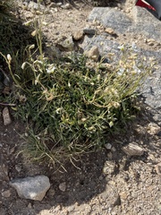 Cerastium beeringianum