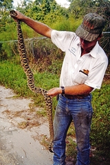 Crotalus adamanteus
