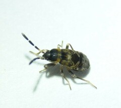 Scolopostethus