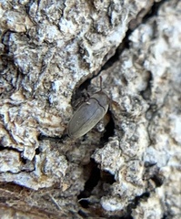 Throscidae