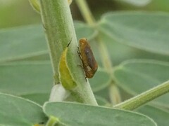 Oncometopia hamiltoni