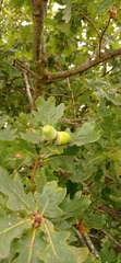 Quercus