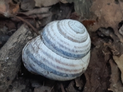 Caucasotachea vindobonensis