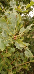 Quercus