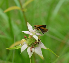 Polites themistocles