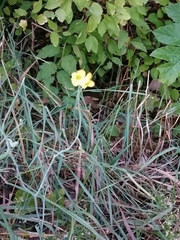 Rhamphospermum nigrum