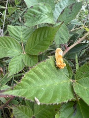 Cirrhophanus triangulifer