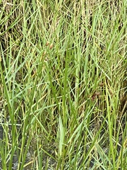 Bolboschoenus robustus