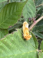 Cirrhophanus triangulifer