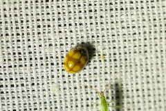 Adalia decempunctata