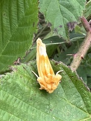 Cirrhophanus triangulifer