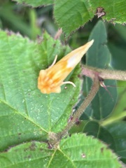 Cirrhophanus triangulifer