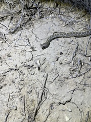 Arizona elegans elegans