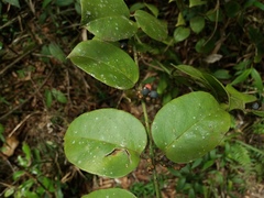 Loranthaceae