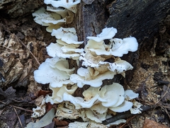 Favolus brasiliensis