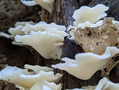 Favolus brasiliensis