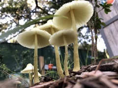 Leucocoprinus straminellus