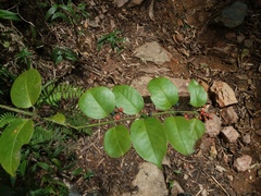 Loranthaceae
