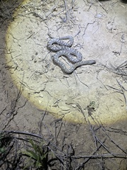 Arizona elegans elegans