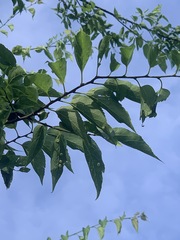 Pachypsyllinae