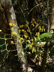 Oncidium