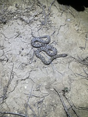 Arizona elegans elegans