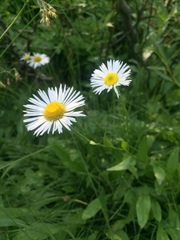 Erigeron coulteri
