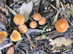 Marasmius vagus