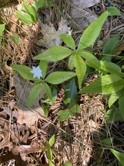 Lysimachia borealis
