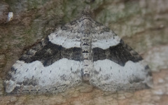 Xanthorhoe
