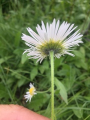 Erigeron coulteri