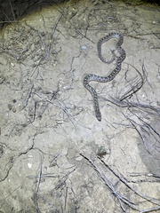 Arizona elegans elegans