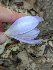 Colchicum