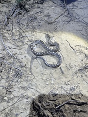 Arizona elegans elegans