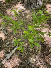 Vaccinioideae
