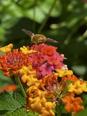 Bombyliini