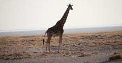Giraffa camelopardalis angolensis