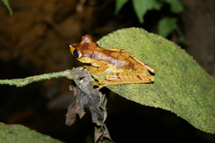 Boana picturata