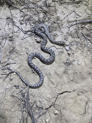 Arizona elegans elegans