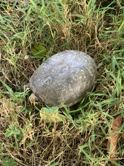 Kinosternon subrubrum