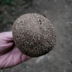 Calvatia craniiformis