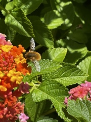 Bombyliini