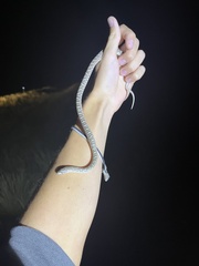 Arizona elegans elegans