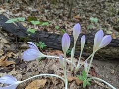 Colchicum