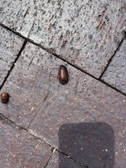 Callistethus marginatus