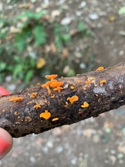Favolaschia claudopus